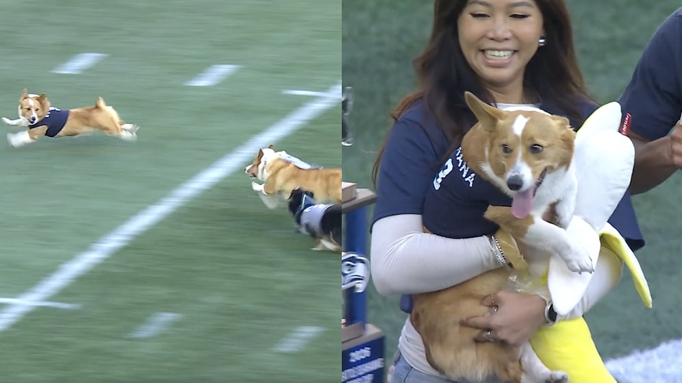 Corgi Race Winner in the US Amuses Everyone With Hilarious Glances at Rivals
