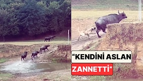 Fotoğraf Çekimi Yapan Fatih Altaylı Kendini Aslan Sanan Köpeğin Mandaları Kovaladığı Anları Yakaladı