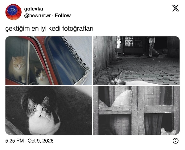 Siyah beyaz karelerde sokağın asıl sahipleri yine kediler