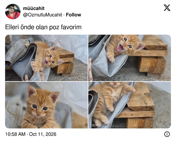Patilerini öne uzatıp poz veren sarman yavru kalpleri eritti