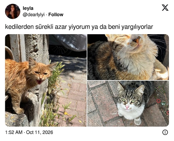 Kedilerden sürekli azar yiyen biri, en azından bunu belgelemeyi ihmal etmemiş