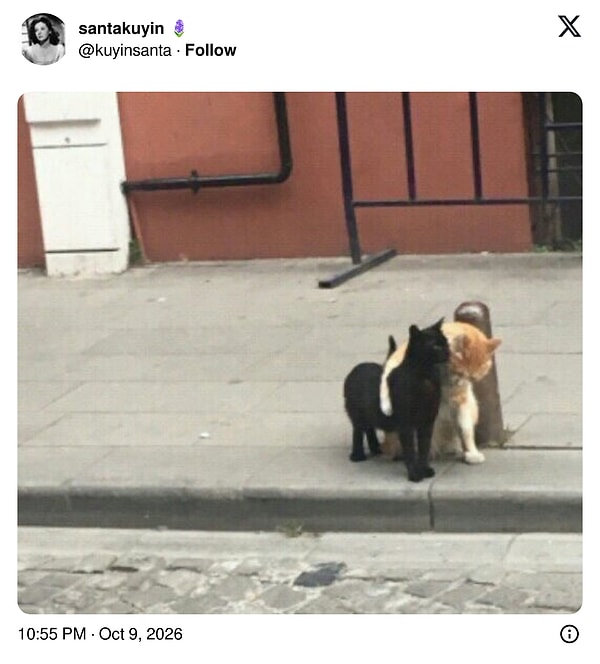 Kaldırımın ortasında sarmaş dolaş olan iki dost