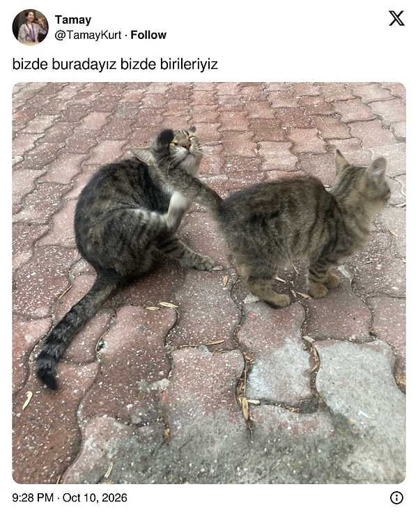 "Biz de buradayız" diyerek birbirini temizleyen iki tekir