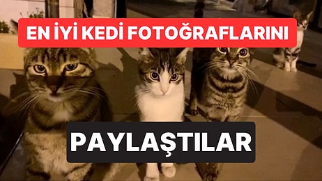 'Çektiğim En İyi Kedi Fotoğrafı' Akımı Başladı: Ortaya Birbirinden Tatlı Kareler Çıktı