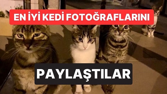 'Çektiğim En İyi Kedi Fotoğrafı' Akımı Başladı: Ortaya Birbirinden Tatlı Kareler Çıktı