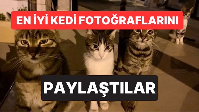 'Çektiğim En İyi Kedi Fotoğrafı' Akımı Başladı: Ortaya Birbirinden Tatlı Kareler Çıktı