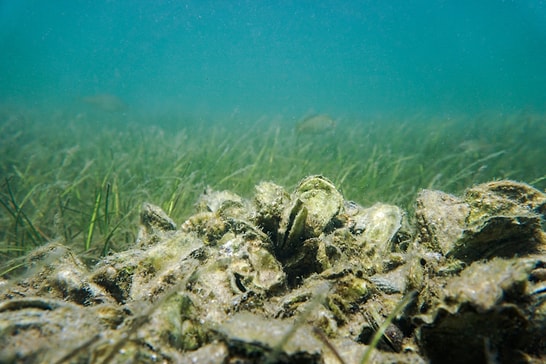 Richer Than Gold and Oil: Massive Natural Treasure Lies Beneath the Ocean
