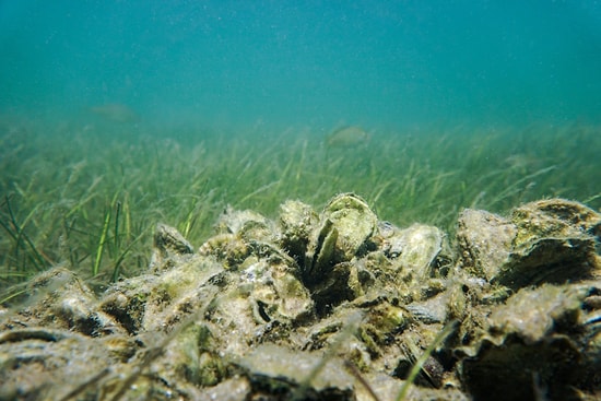 Richer Than Gold and Oil: Massive Natural Treasure Lies Beneath the Ocean