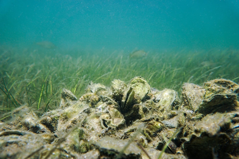Richer Than Gold and Oil: Massive Natural Treasure Lies Beneath the Ocean