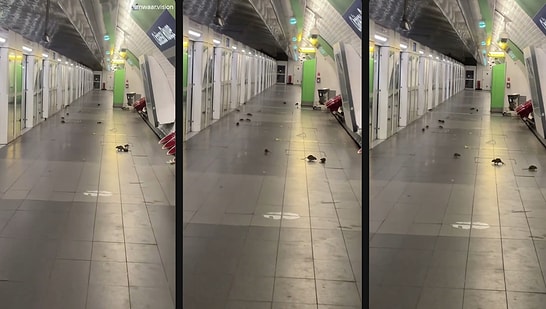 Viral Footage Shows Swarm of Rats Overrunning a Metro Station in Paris
