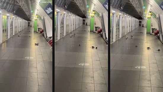 Viral Footage Shows Swarm of Rats Overrunning a Metro Station in Paris