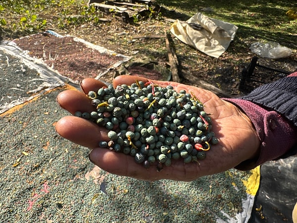 Ekim ayının gelmesiyle birlikte sepetlerini alan köylüler, Toroslar’ın zorlu arazilerine çıkarak günde ortalama 30 ila 50 kilogram arasında menengiç topluyor.