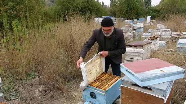 Karaveli'deki 13 dekarlık tarladan 4 ton sap ve 2-2,5 ton tohum bekleniyor