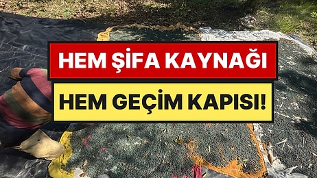 Dağlardan Toplanan Doğal Şifa ve Gelir Kaynağı: Meyvesi 300, Yağı 1.200 TL'ye Satılıyor