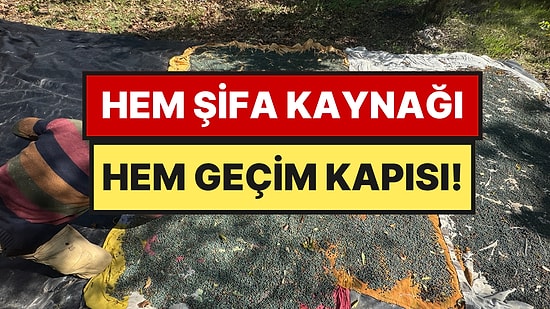 Dağlardan Toplanan Doğal Şifa ve Gelir Kaynağı: Meyvesi 300, Yağı 1.200 TL'ye Satılıyor