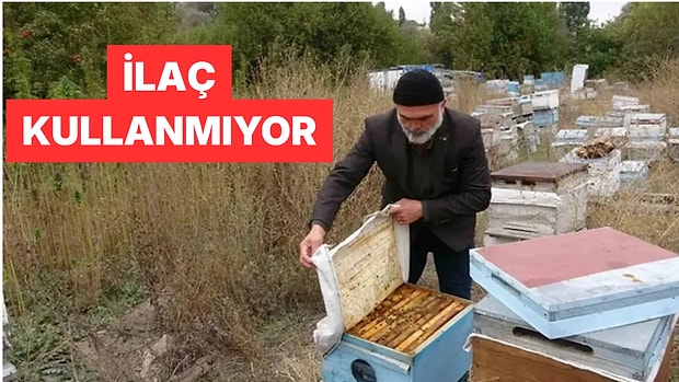 Yozgat'ta Kenevir Tarlasının Yanına Arılık Kuran Arıcı Kenevir Balı Üretti