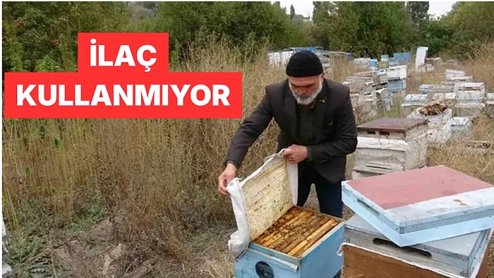 Yozgat'ta Kenevir Tarlasının Yanına Arılık Kuran Arıcı Kenevir Balı Üretti
