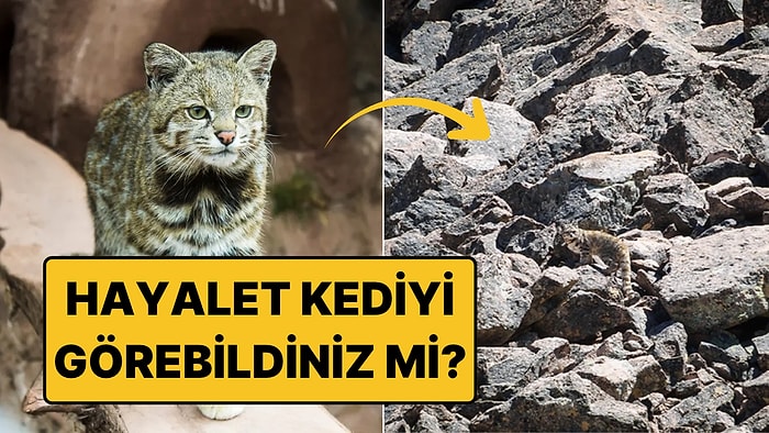 And Dağlarının Hayalet Kedisi Kameraya Yakalandı: Dünyada Sadece 2.200 Tane Var!