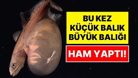 Derin Denizlerde Akılalmaz Görüntü: Kendi Boyundan Katbekat Büyük Avı Yutan Balık Kamerada