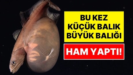 Derin Denizlerde Akılalmaz Görüntü: Kendi Boyundan Katbekat Büyük Avı Yutan Balık Kamerada