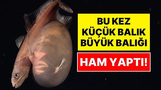 Derin Denizlerde Akılalmaz Görüntü: Kendi Boyundan Katbekat Büyük Avı Yutan Balık Kamerada