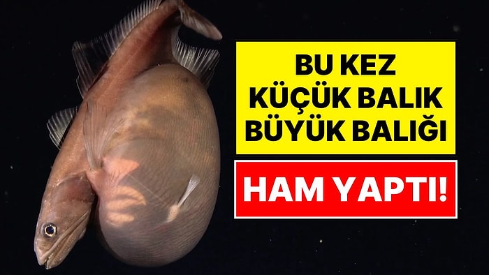 Derin Denizlerde Akılalmaz Görüntü: Kendi Boyundan Katbekat Büyük Avı Yutan Balık Kamerada