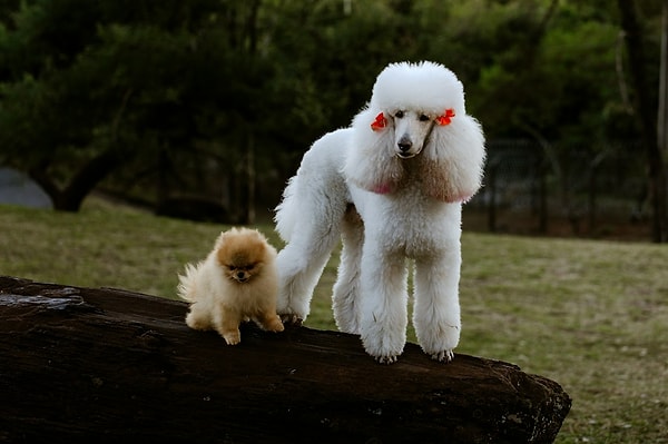 Memelilerde büyük olan uzun yaşar, köpeklerde ise tam tersi