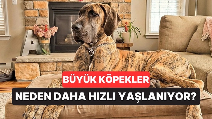 Büyük Köpekler Neden Daha Hızlı Yaşlanıyor? Cevap Genlerde Saklıymış