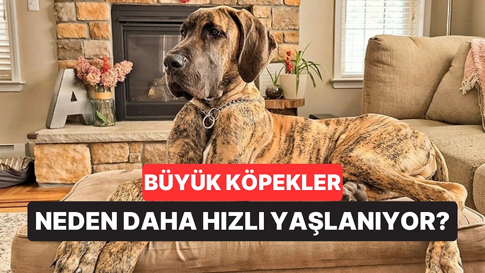 Büyük Köpekler Neden Daha Hızlı Yaşlanıyor? Cevap Genlerde Saklıymış