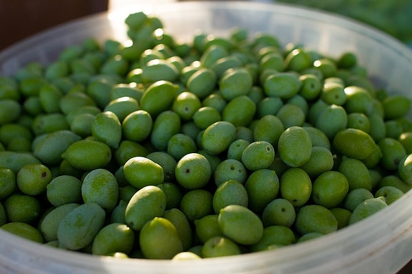 Yeşil zeytin antioksidan tarafında bir adım önde