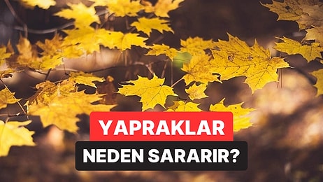 Yapraklar Neden Sonbaharda Renk Değiştirir? Asıl Sebep Soğuk Değilmiş