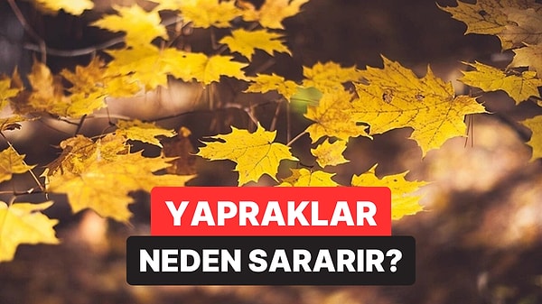 Yapraklar Neden Renk Değiştirir?
