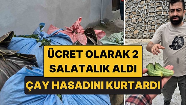 Rize'de Çay Hasadını Kurtardı, Ücret Olarak 2 Salatalık Aldı!