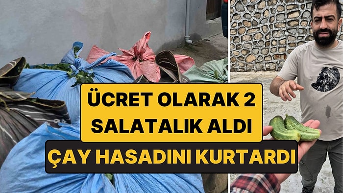 Rize'de Çay Hasadını Kurtardı, Ücret Olarak 2 Salatalık Aldı!
