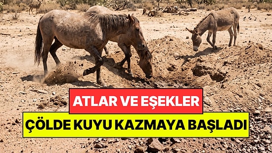 Vahşi Atlar Çölde Kuyu Kazmaya Başladı: Hiç Beklenmeyeni Başardılar