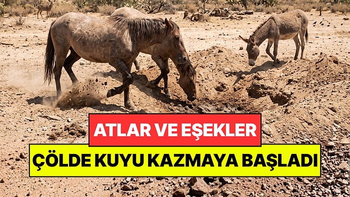 Vahşi Atlar Çölde Kuyu Kazmaya Başladı: Hiç Beklenmeyeni Başardılar
