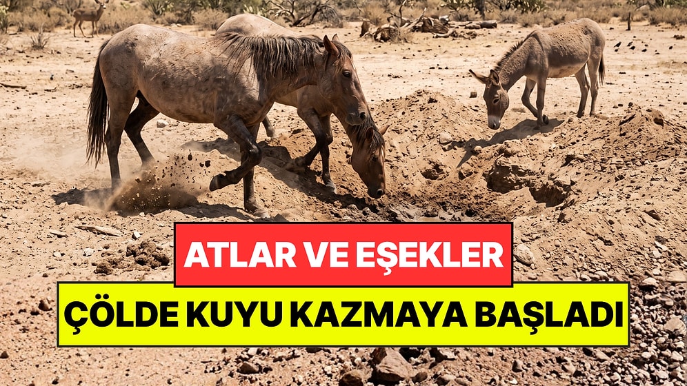 Vahşi Atlar Çölde Kuyu Kazmaya Başladı: Hiç Beklenmeyeni Başardılar