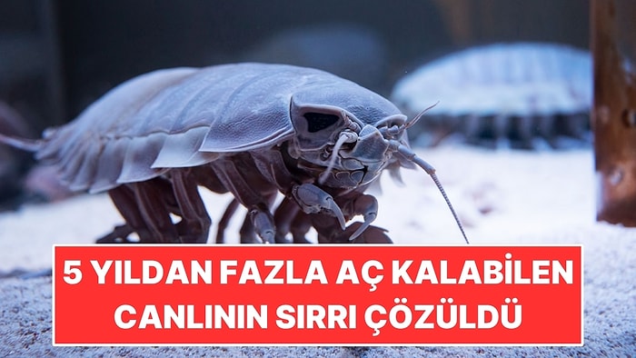 Beş Yıldan Fazla Yemek Yemeden Yaşayabilen Deniz Canlısının Sırrı Çözüldü