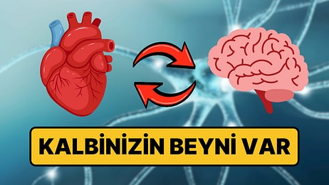 Kalbinizin İçinde "Mini Beyin" Var: Gizemi Çözülüyor