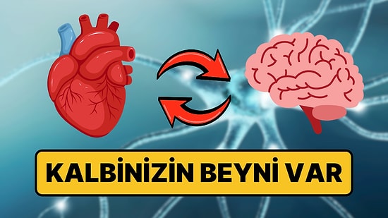 Kalbinizin İçinde "Mini Beyin" Var: Gizemi Çözülüyor