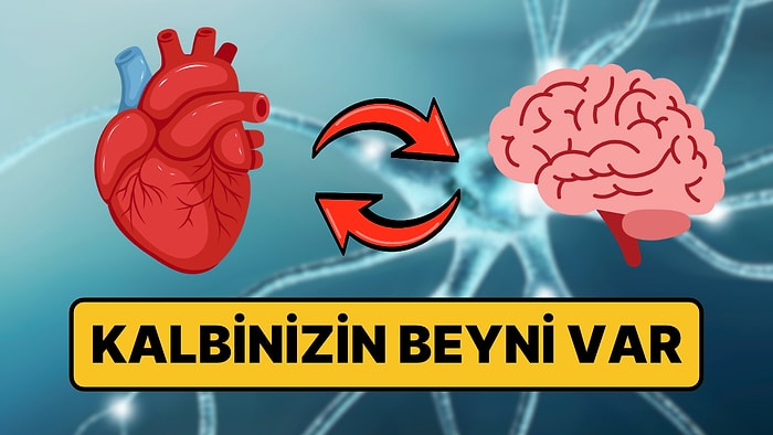 Kalbinizin İçinde "Mini Beyin" Var: Gizemi Çözülüyor