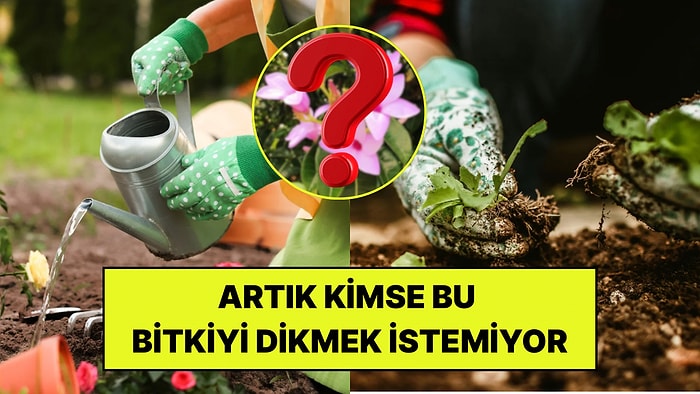 Bir Zamanlar Bahçelerin Gözdesiydi: Şimdi Herkes Bu Zehirli Bitkiden Kurtulmaya Çalışıyor!