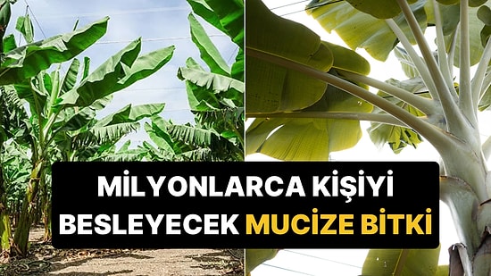 Gıda Krizine Çare Olabilir: 20 Milyon Kişiyi Besleyen Dev Bitki Yalnızca Tek Bir Ülkede Yetişiyor