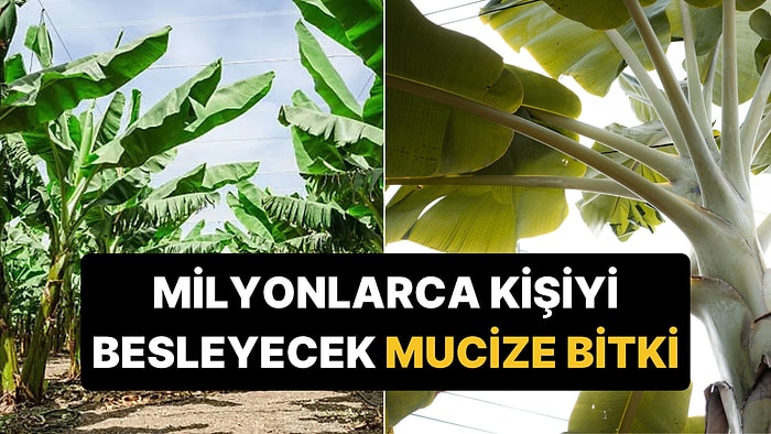 Gıda Krizine Çare Olabilir: 20 Milyon Kişiyi Besleyen Dev Bitki Yalnızca Tek Bir Ülkede Yetişiyor