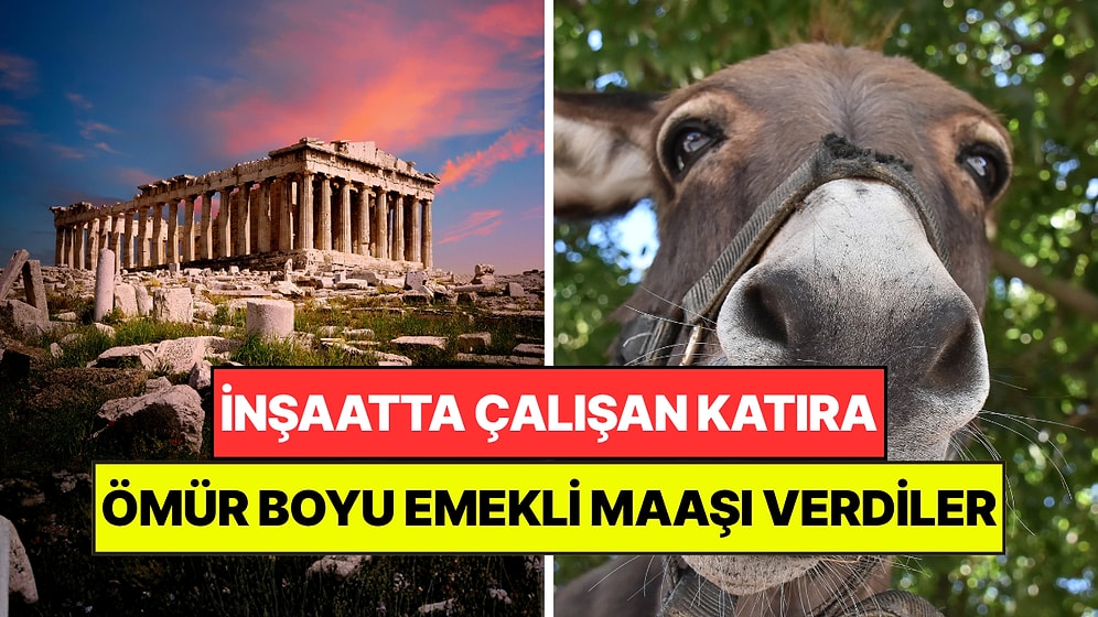 Meşhur Tapınağın İnşasında Çalışan Katıra Ömür Boyu Emekli Maaşı Verdiler: Hala Unutulmadı