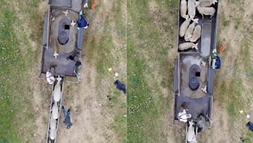 Did You Know How Sheep Are Washed on Farms With Hundreds of Animals?
