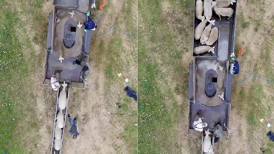 Did You Know How Sheep Are Washed on Farms With Hundreds of Animals?