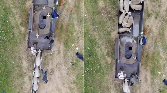 Did You Know How Sheep Are Washed on Farms With Hundreds of Animals?