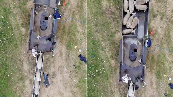 CLEVER FARM HACK: How Hundreds of Sheep Get Washed!