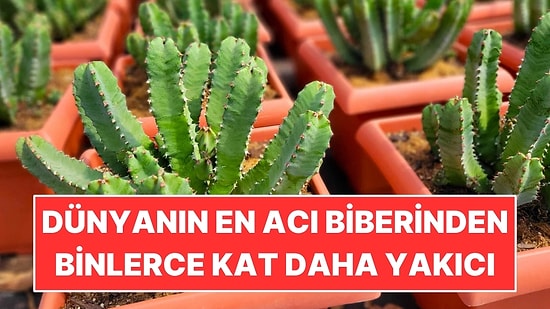 Dünyanın En Acı Biberinden Binlerce Kat Daha Yakıcı: Sırrı Bir Bitkide